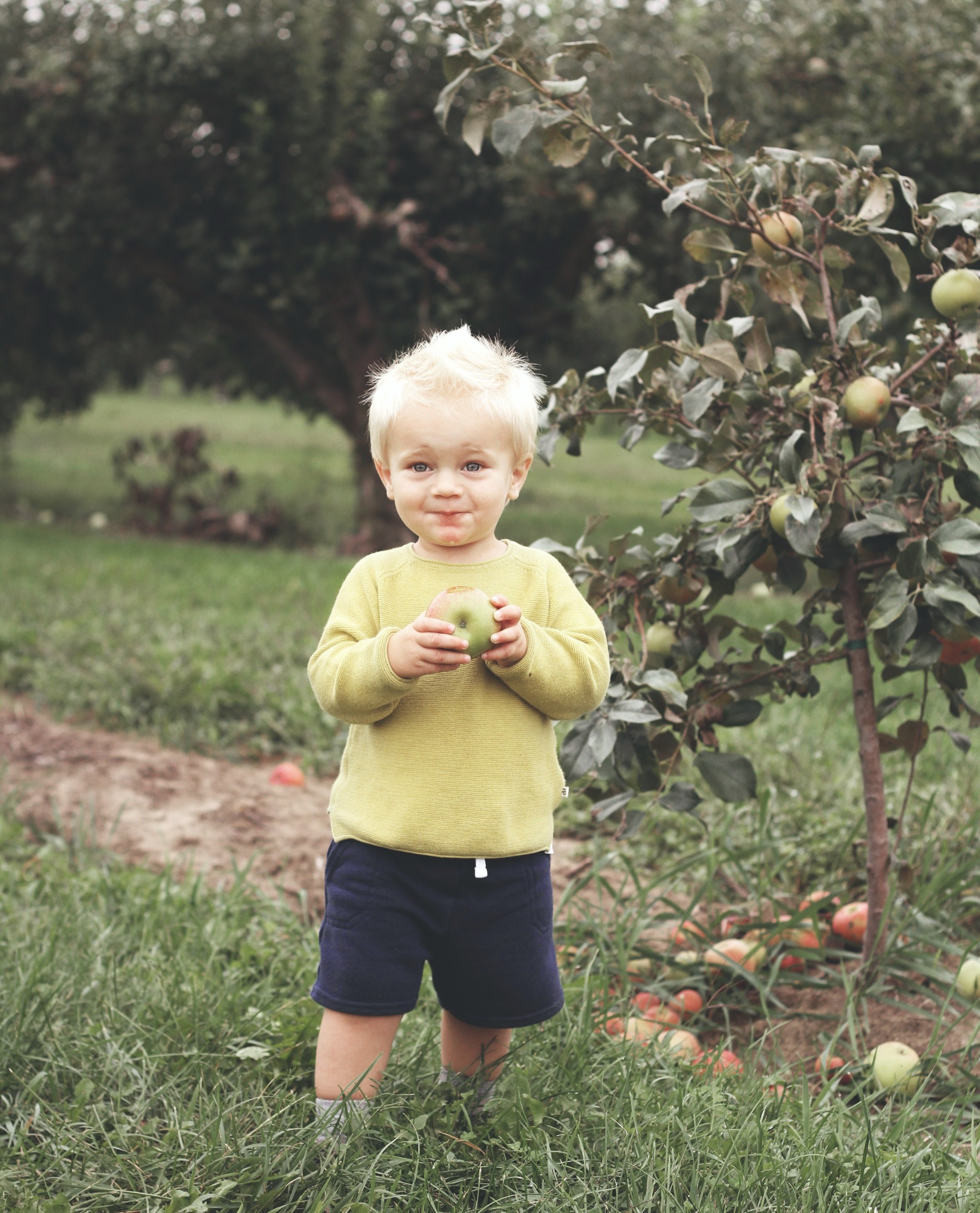 Apple picking and child holding apple-1